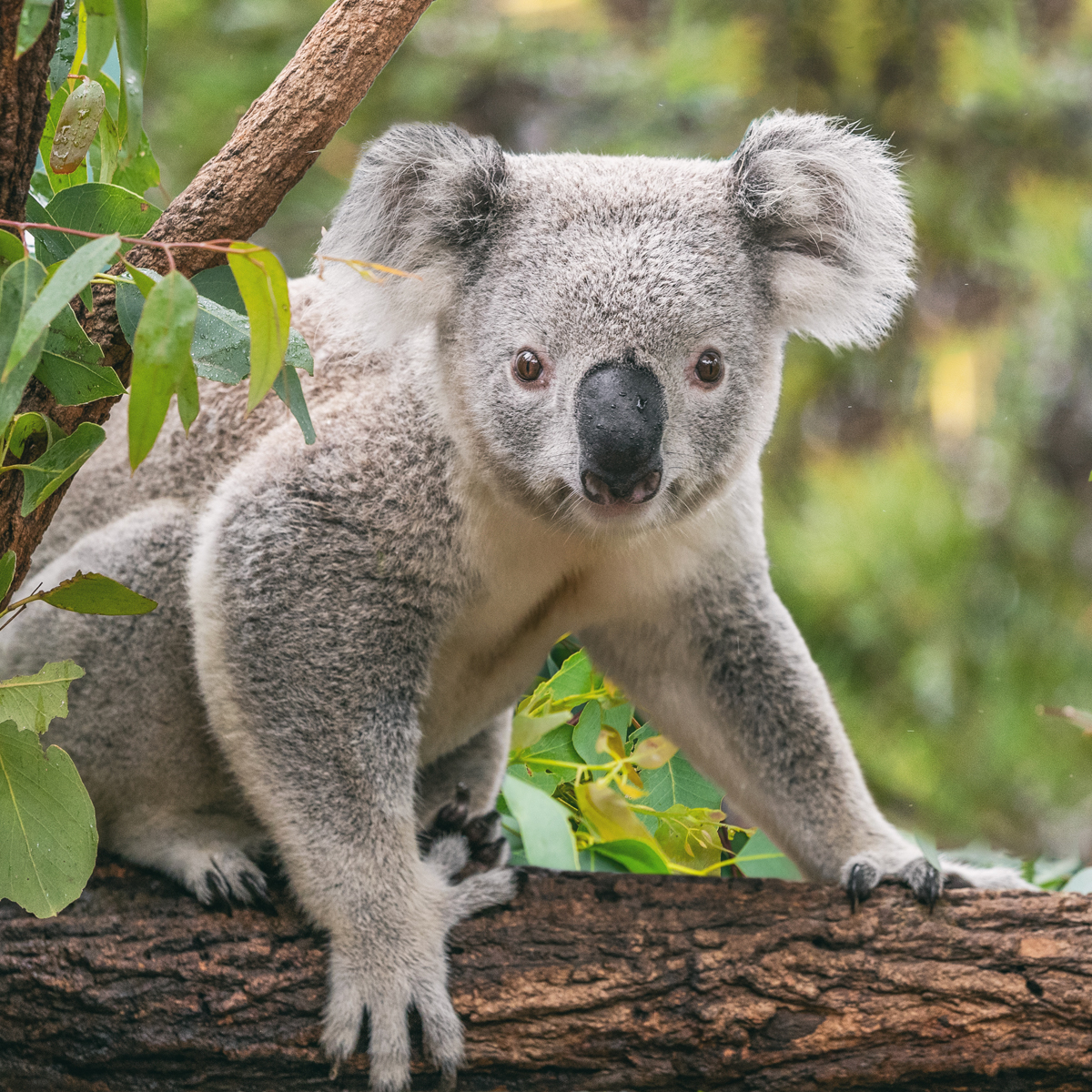 Native Animals - Koala